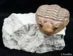 / Inch Asaphus Lepidurus - Russian Trilobite #2640-2